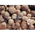 Vegetal de setas Shiitake de flores secas de 4-4.8cm